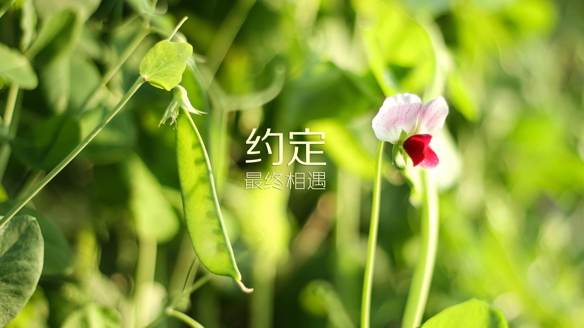 九游APP官网-塞内加尔马术协会举办“马术与文化”展览，展示马术与塞内加尔传统文化的融合。