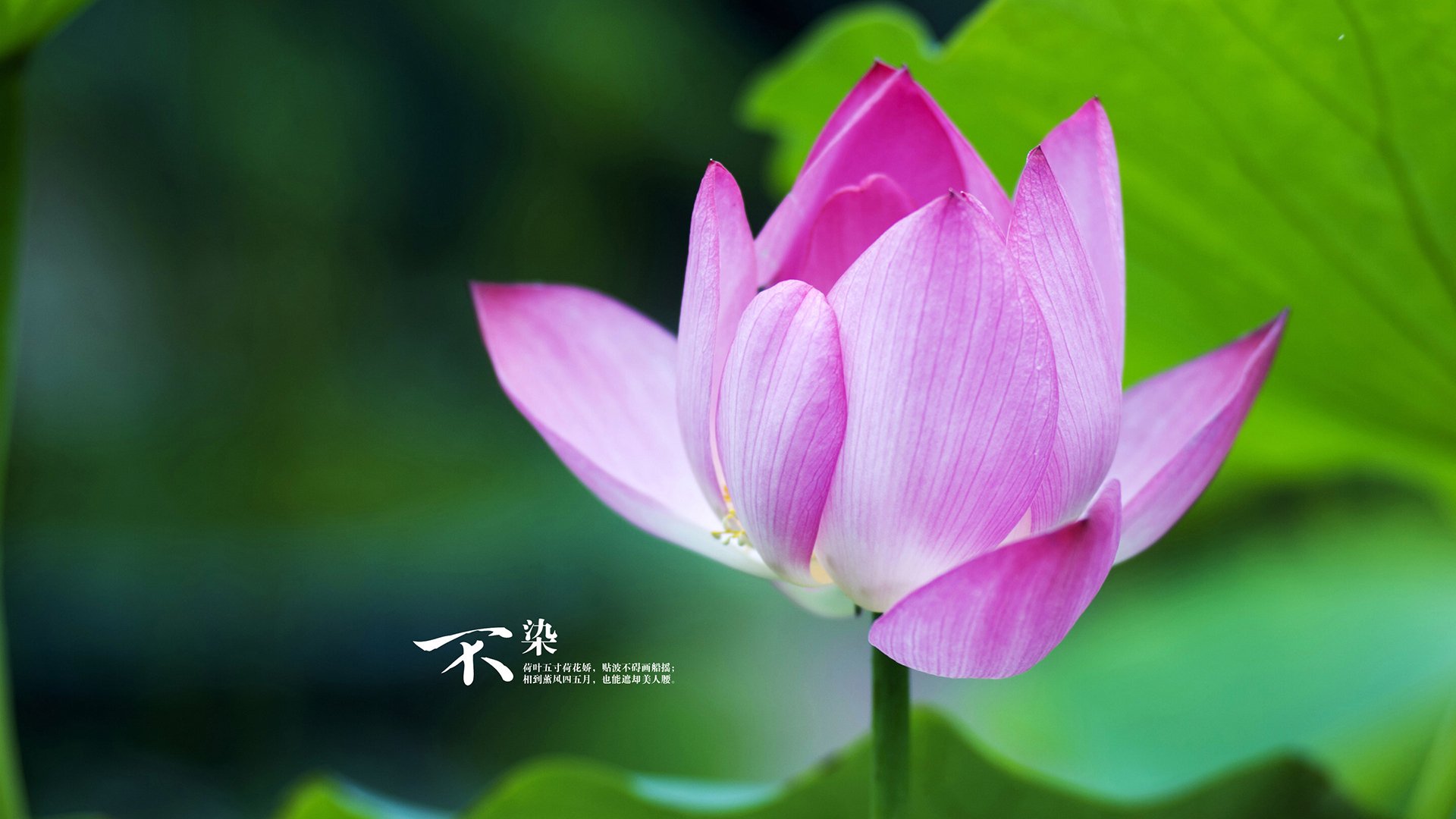 电竞选手如何面对胜负：积极心态与持续努力，电竞选手非常困难