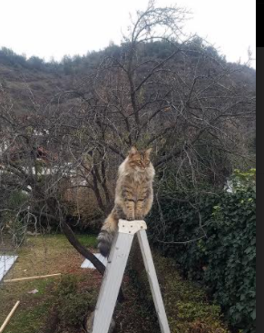 独立队年轻球员成长迅速，独立队年轻球员成长迅速的原因