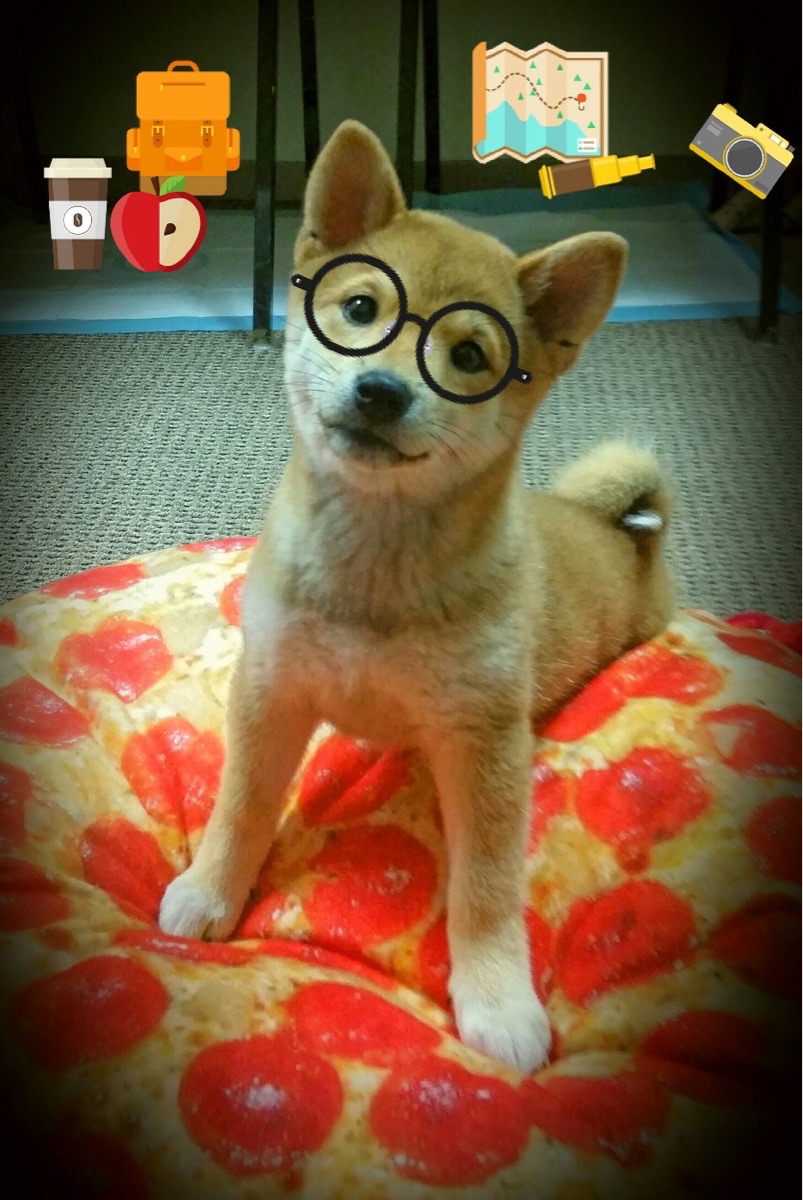 爱尔兰女队跻身世界强队行列，爱尔兰女子组合