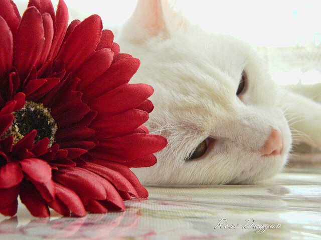 皮特·斯图斯：凭借精湛防守帮助南非队锁定胜局，斯特皮特