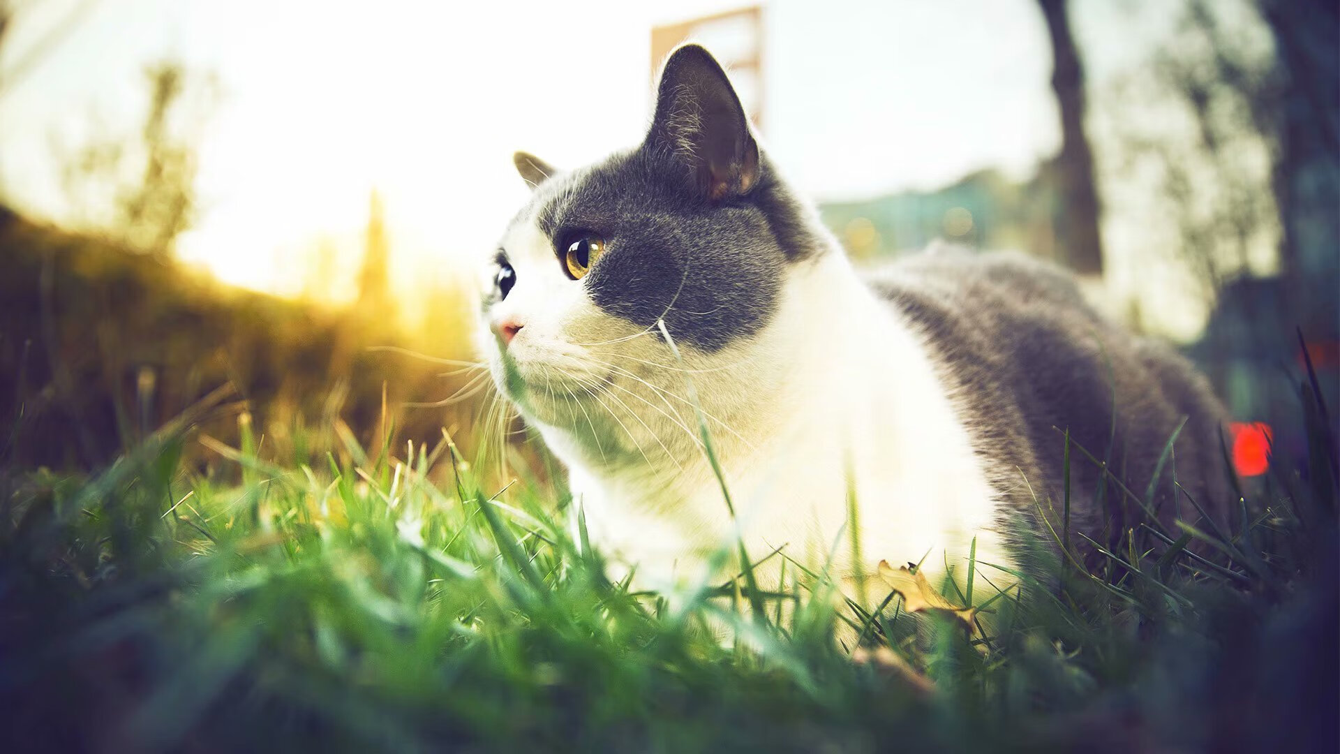 袋鼠队在橄榄球冠军锦标赛中的反击战术令人印象深刻,袋鼠大战拳击手