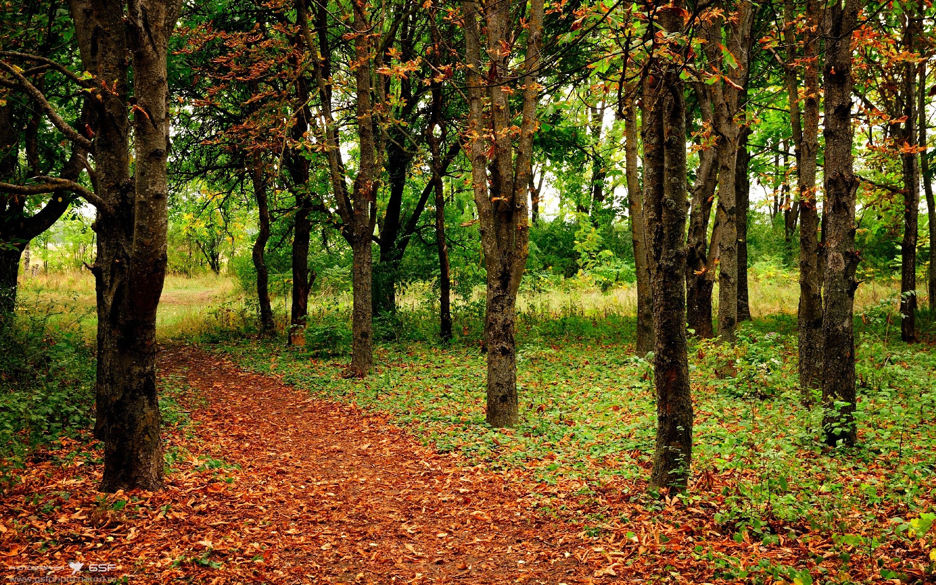 西蒙·切拉苏奥洛：从预赛到决赛全线发光，西蒙切瓦斯特的作品