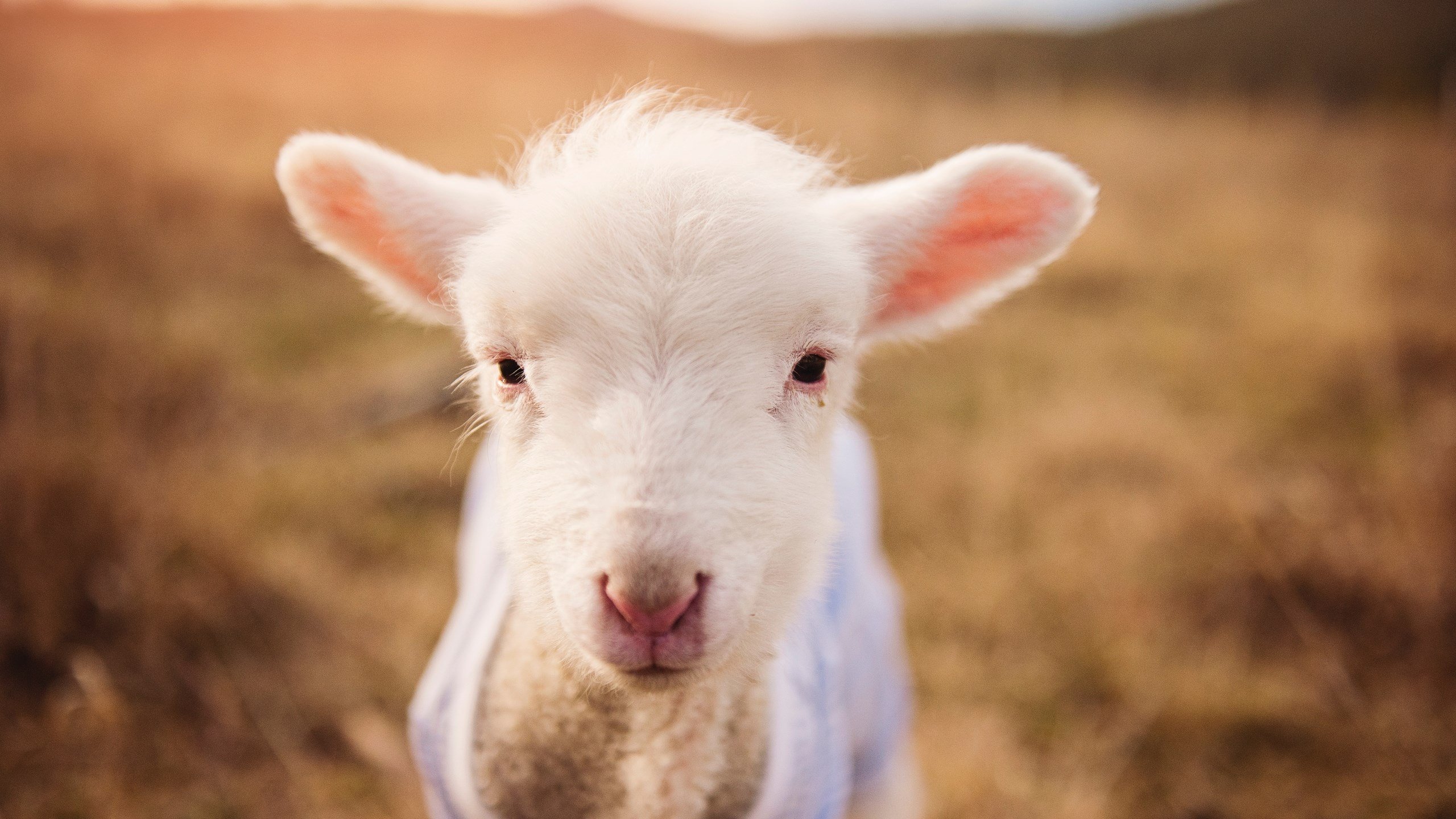 阿莱克西蝶泳发力阶段完美控制，阿莱克西亚·阿西福特