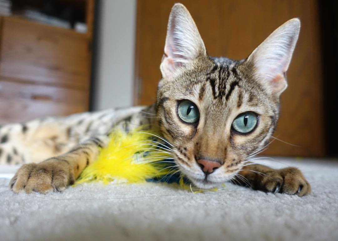 青少年篮球开展专项技能提升训练丰富技术手段，青少年篮球培养